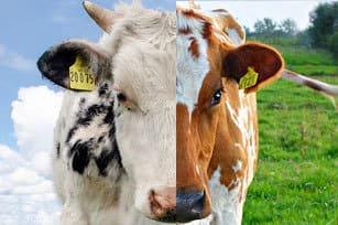 Diferencia entre vaca y buey